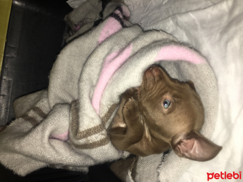 Amerikan Pitbull Terrier, Köpek  Ela fotoğrafı
