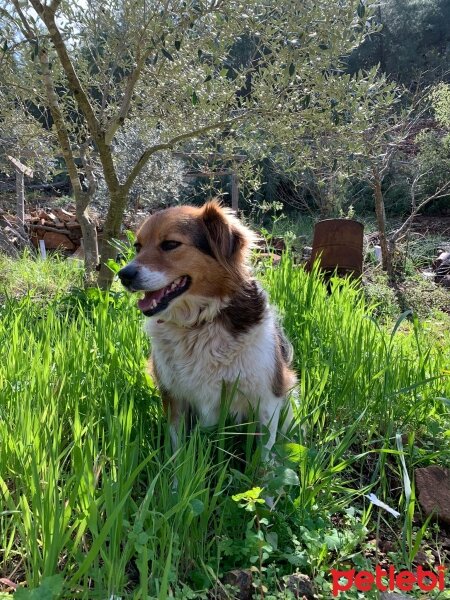 Border Collie, Köpek  ÇAKIL fotoğrafı