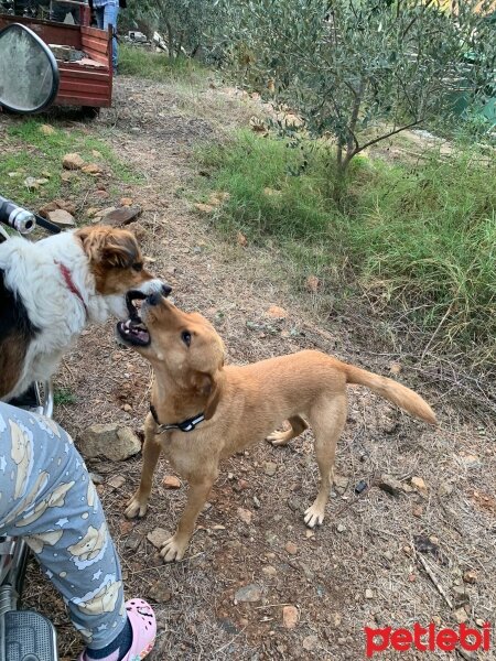 Labrador Retriever, Köpek  ZİYA fotoğrafı