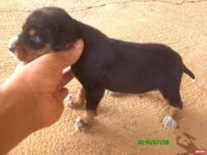 Pointer, Köpek  leon fotoğrafı