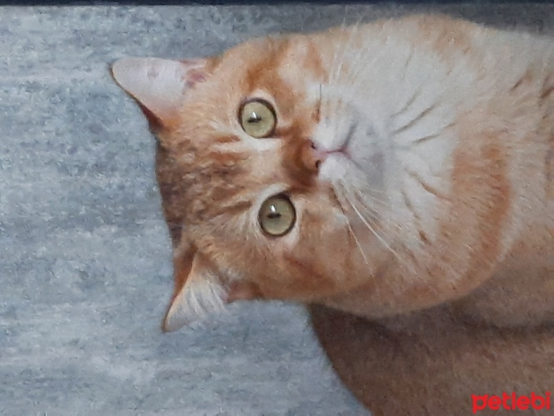 British Shorthair, Kedi  Rodi fotoğrafı