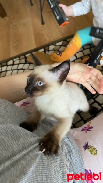 Siyam Kedisi, Kedi  Kedi fotoğrafı