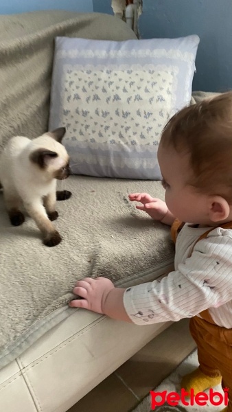 Siyam Kedisi, Kedi  Kedi fotoğrafı