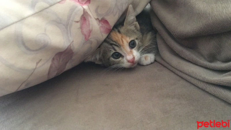 American Shorthair, Kedi  Milka fotoğrafı