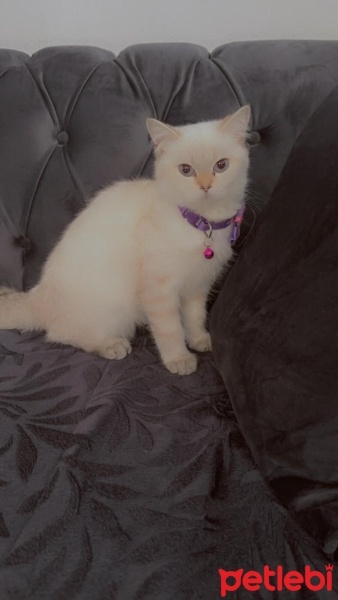British Shorthair, Kedi  leo fotoğrafı