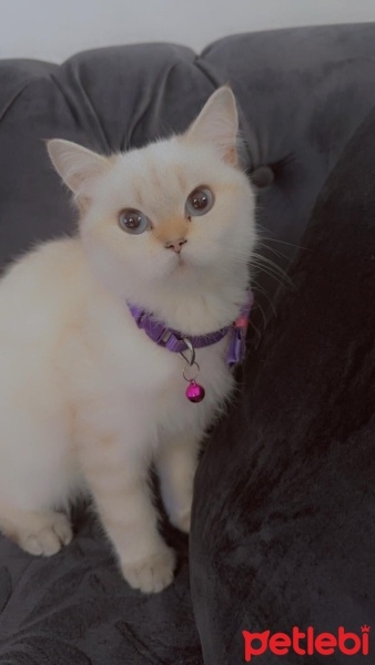 British Shorthair, Kedi  leo fotoğrafı