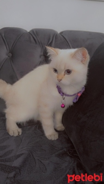 British Shorthair, Kedi  leo fotoğrafı