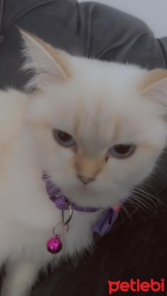 British Shorthair, Kedi  leo fotoğrafı