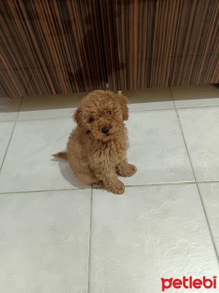 Poodle(Standart Kaniş), Köpek  Poodle fotoğrafı