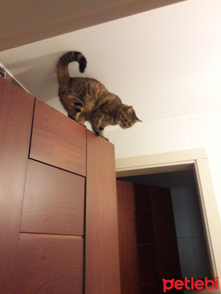 Tekir Kedi, Kedi  Ada fotoğrafı