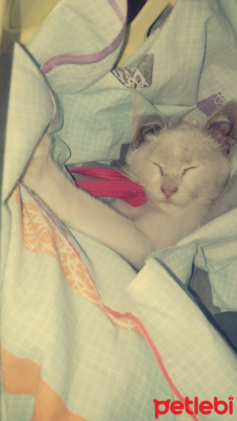 Soke, Kedi  Pamuk fotoğrafı