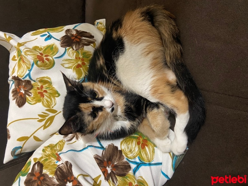 Tekir Kedi, Kedi  Çingene fotoğrafı