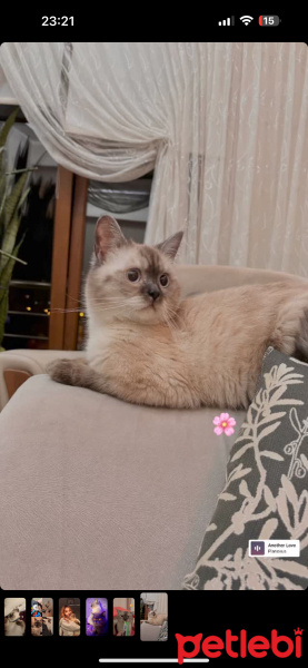 British Shorthair, Kedi  Mars fotoğrafı