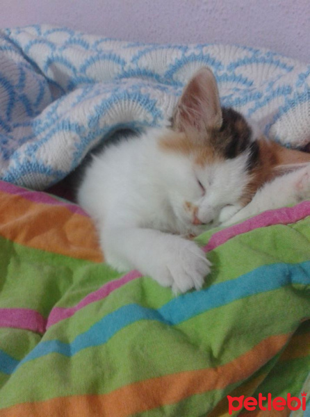 Tekir Kedi, Kedi  fındık fotoğrafı