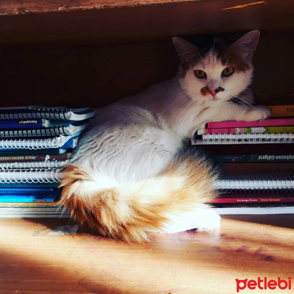Tekir Kedi, Kedi  fındık fotoğrafı