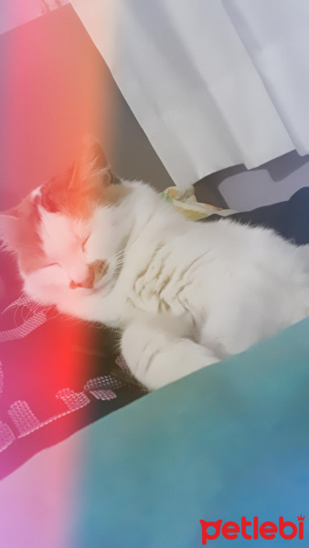 Tekir Kedi, Kedi  fındık fotoğrafı
