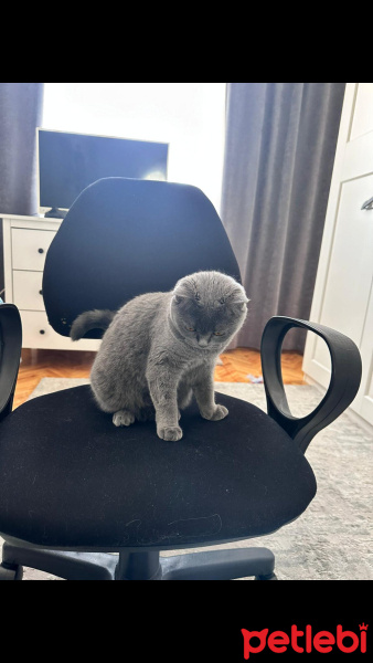 British Shorthair, Kedi  Boncuk fotoğrafı