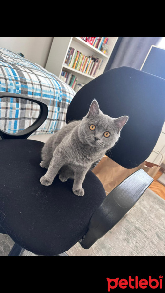 British Shorthair, Kedi  Boncuk fotoğrafı