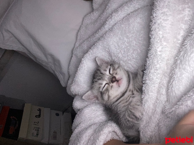British Shorthair, Kedi  Ayıcık fotoğrafı
