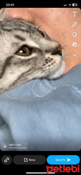 British Shorthair, Kedi  Ayıcık fotoğrafı