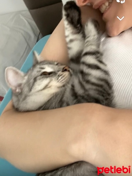 British Shorthair, Kedi  Ayıcık fotoğrafı