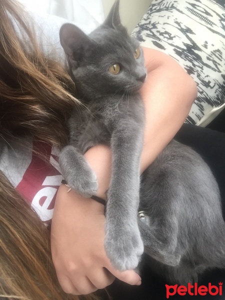 Chartreux, Kedi  Maya fotoğrafı