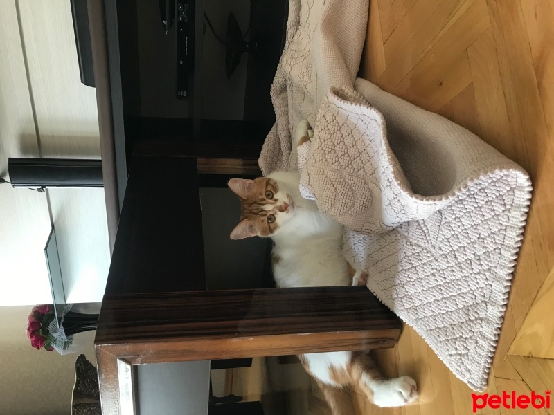 Tekir Kedi, Kedi  Pati fotoğrafı