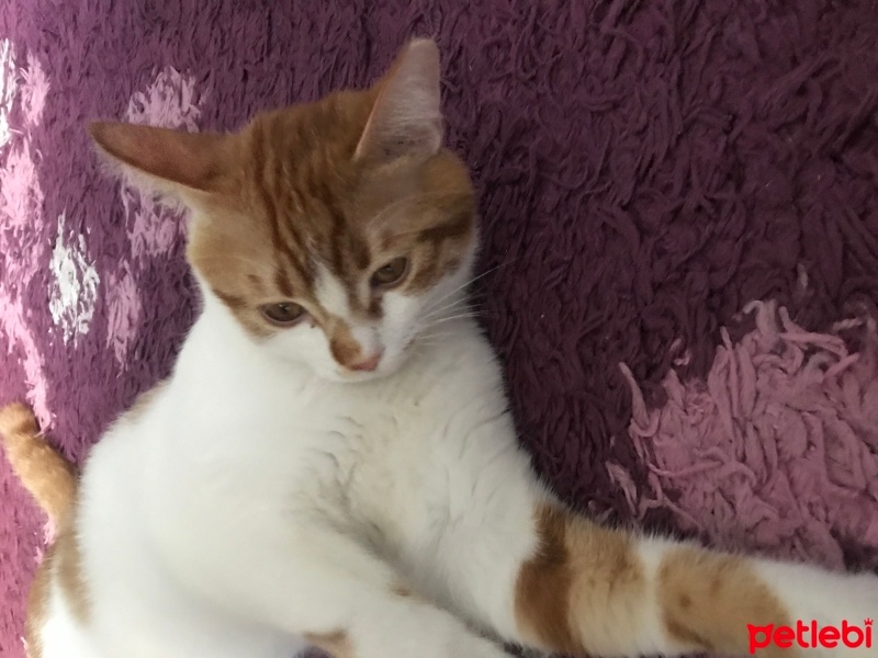 Tekir Kedi, Kedi  Pati fotoğrafı