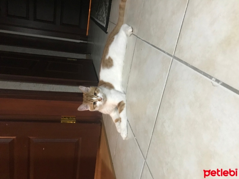 Tekir Kedi, Kedi  Pati fotoğrafı