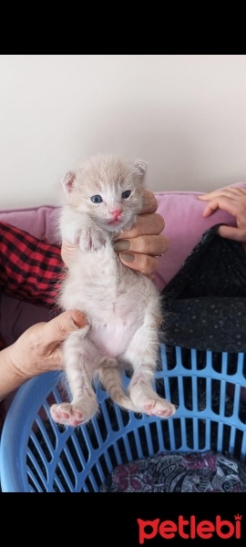 Tekir Kedi, Kedi  Çok acil, bütün eşyalarıyla beraber vereceğim fotoğrafı
