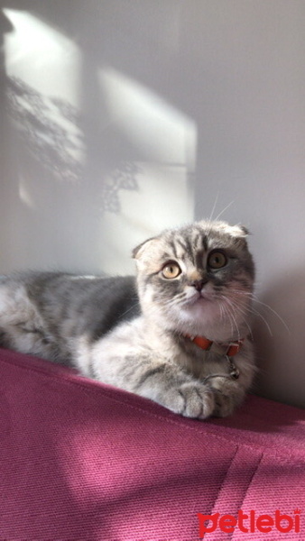 Scottish Fold, Kedi  ALVİN fotoğrafı