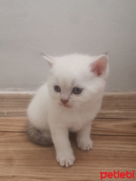 British Shorthair, Kedi  Yeni doğan fotoğrafı