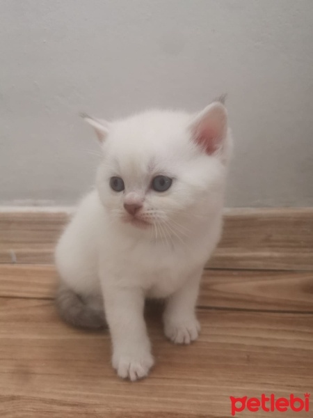 British Shorthair, Kedi  Yeni doğan fotoğrafı