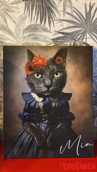 Mavi Rus, Kedi  Mia fotoğrafı