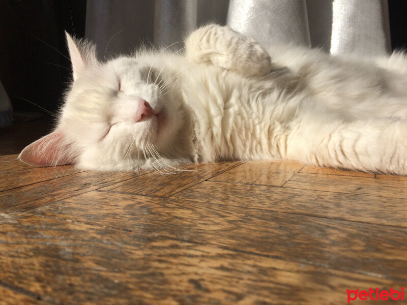 Ankara Kedisi, Kedi  Şakir fotoğrafı