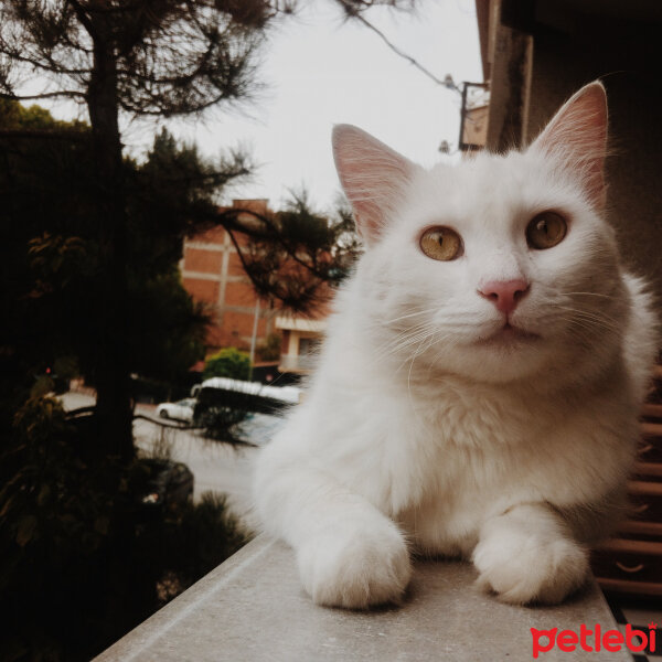 Ankara Kedisi, Kedi  Şakir fotoğrafı