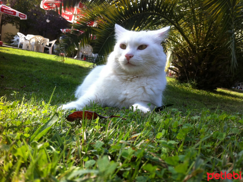 Ankara Kedisi, Kedi  Şakir fotoğrafı