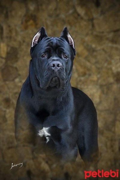 Cane Corso Italiano, Köpek  Hero fotoğrafı