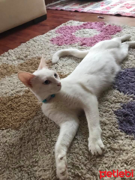 Ankara Kedisi, Kedi  Ursula fotoğrafı