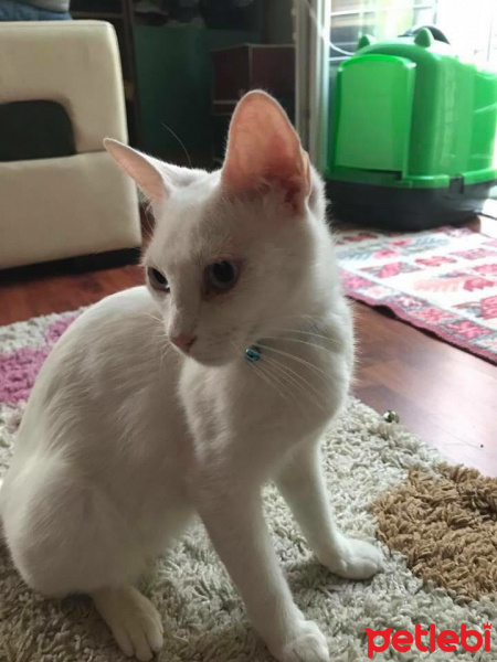 Ankara Kedisi, Kedi  Ursula fotoğrafı