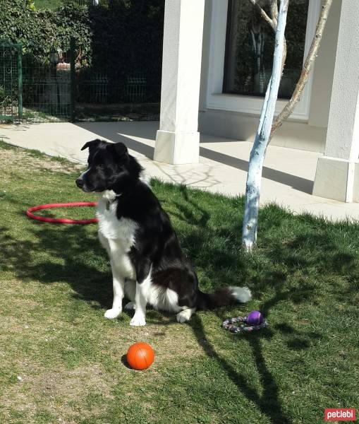 Border Collie, Köpek  Leo fotoğrafı