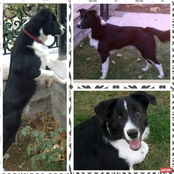 Border Collie, Köpek  Leo fotoğrafı