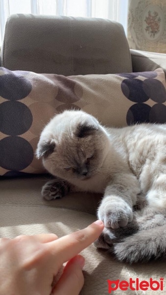 Scottish Fold, Kedi  Mişa fotoğrafı