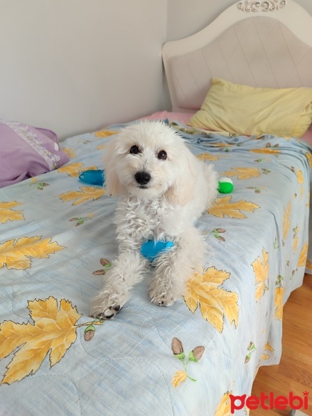 Maltese, Köpek  Bella fotoğrafı