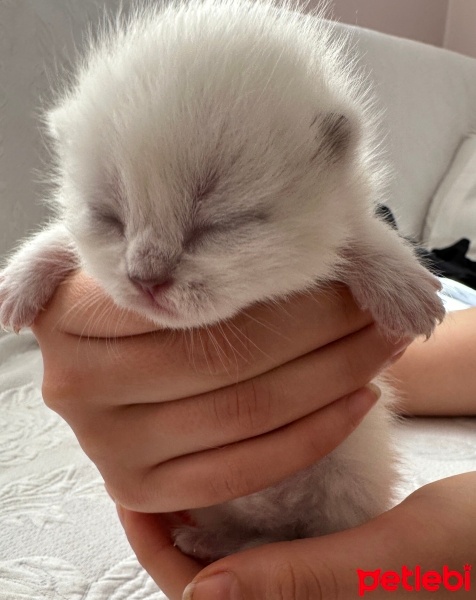 British Shorthair, Kedi  Tarçın fotoğrafı