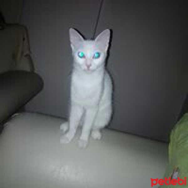 Ankara Kedisi, Kedi  Pamuk  fotoğrafı