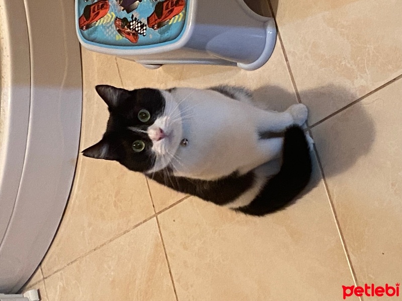 Tekir Kedi, Kedi  EVA fotoğrafı