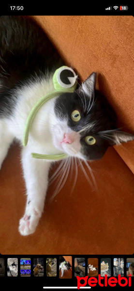 Tekir Kedi, Kedi  EVA fotoğrafı