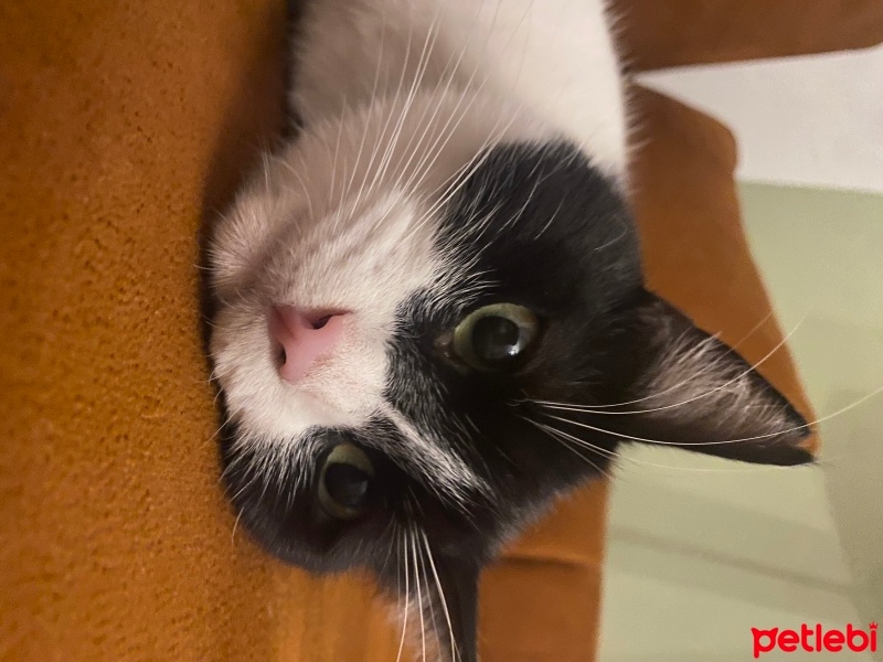 Tekir Kedi, Kedi  EVA fotoğrafı