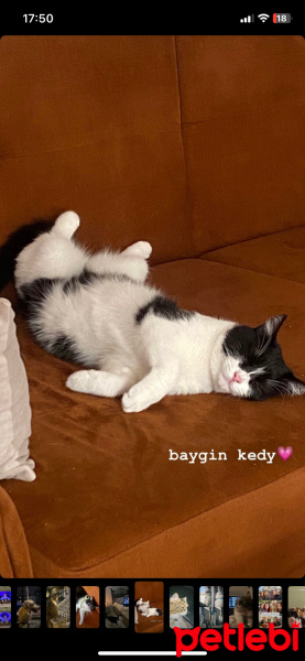 Tekir Kedi, Kedi  EVA fotoğrafı